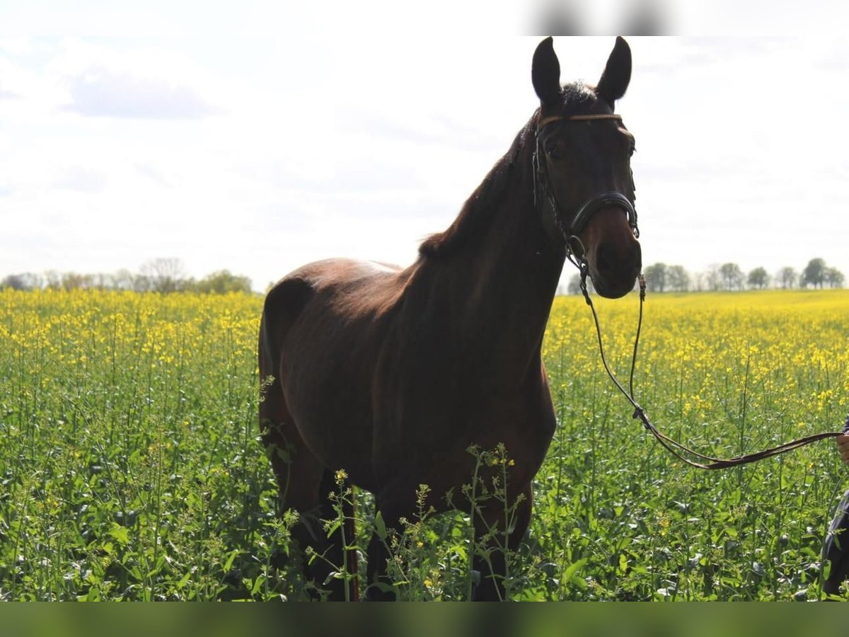 Deutsches Sportpferd Stute 5 Jahre 172 cm Dunkelbrauner in Lupendorf