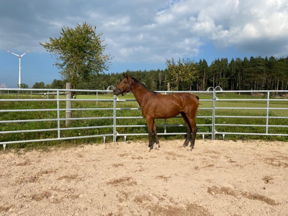 Deutsches Sportpferd Stute 5 Jahre 173 cm Brauner in Schopfloch