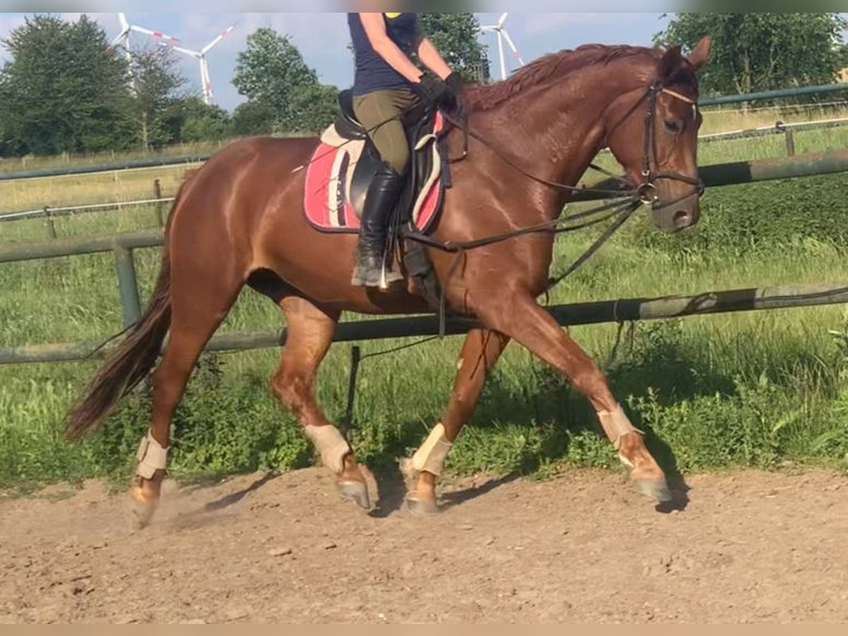 Deutsches Sportpferd Stute 5 Jahre 173 cm Fuchs in Berlin