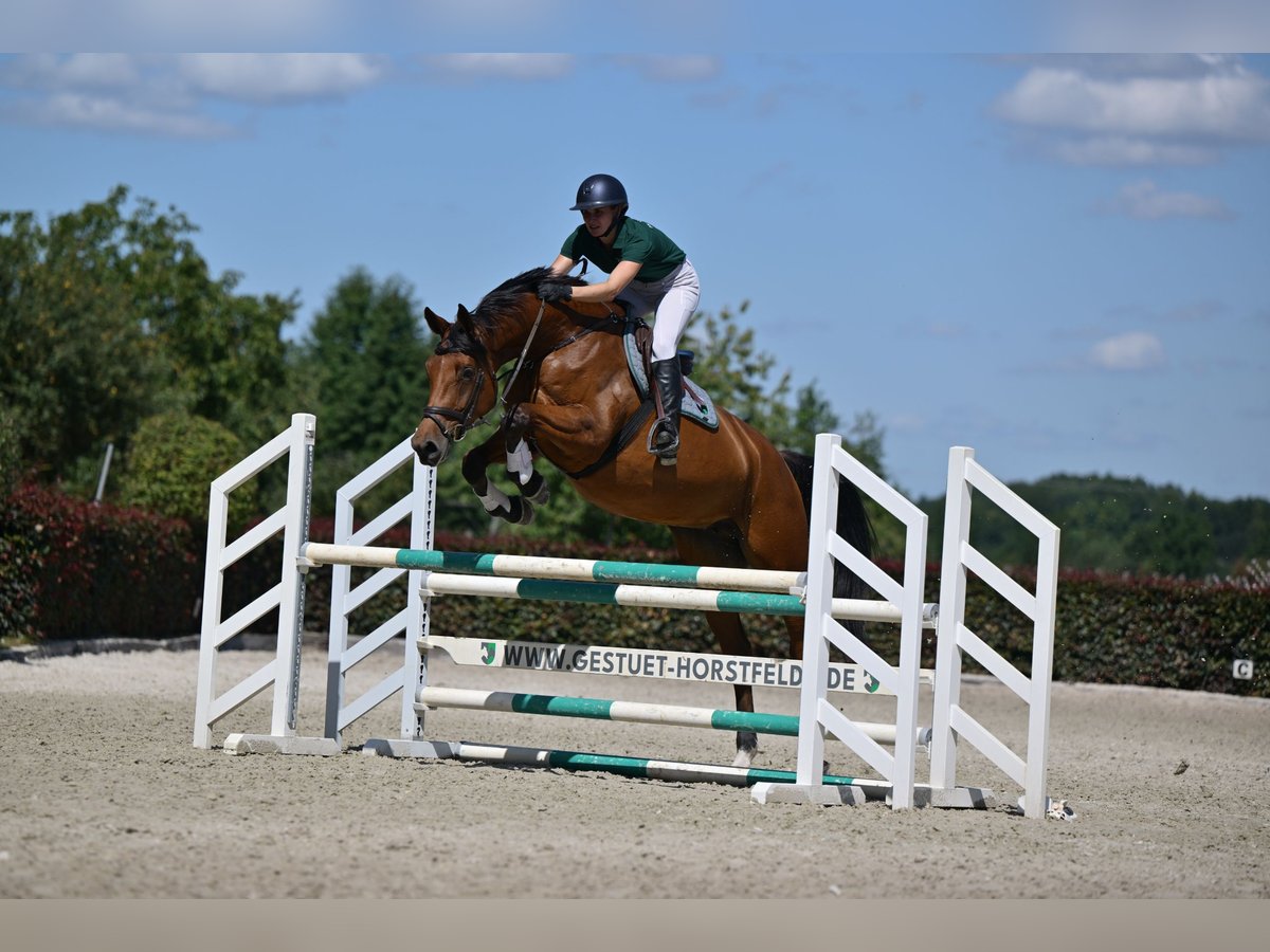 Deutsches Sportpferd Stute 5 Jahre 174 cm Brauner in Zossen OT Horstfelde