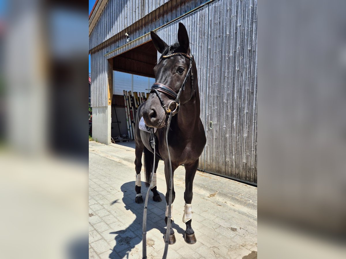Deutsches Sportpferd Stute 5 Jahre 174 cm Rappe in Dachau