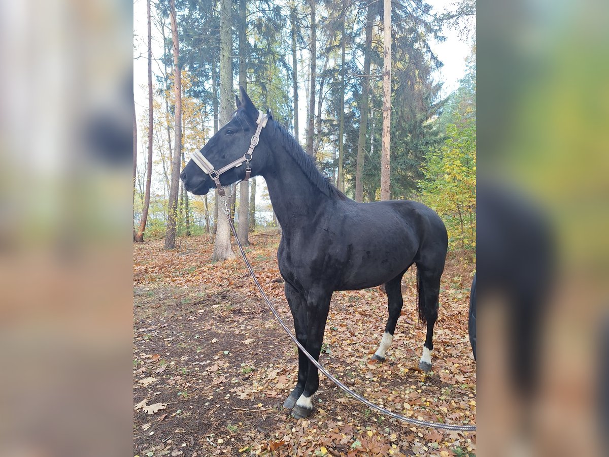 Deutsches Sportpferd Stute 5 Jahre 175 cm Rappe in Sieversdorf-Hohenofen