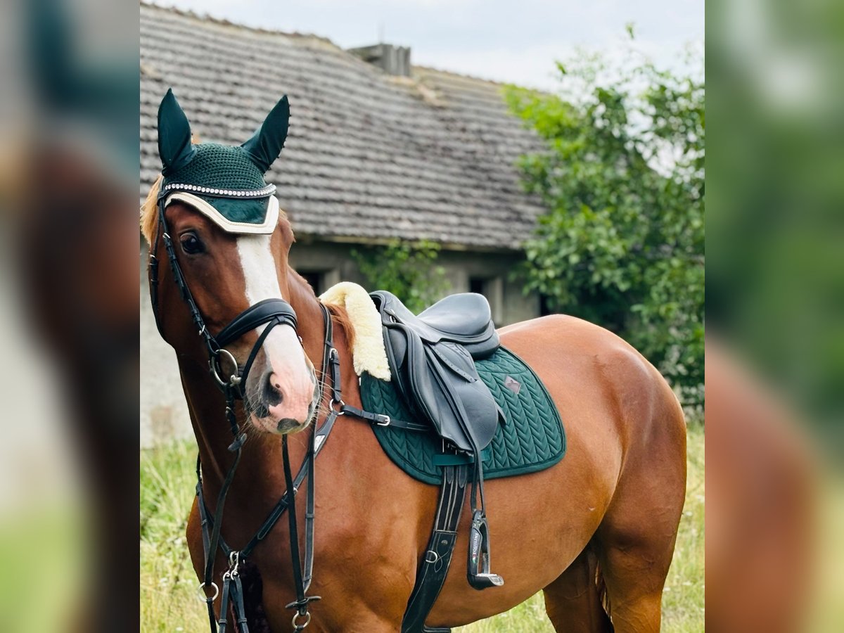 Deutsches Sportpferd Stute 5 Jahre 176 cm Fuchs in Vitzenburg