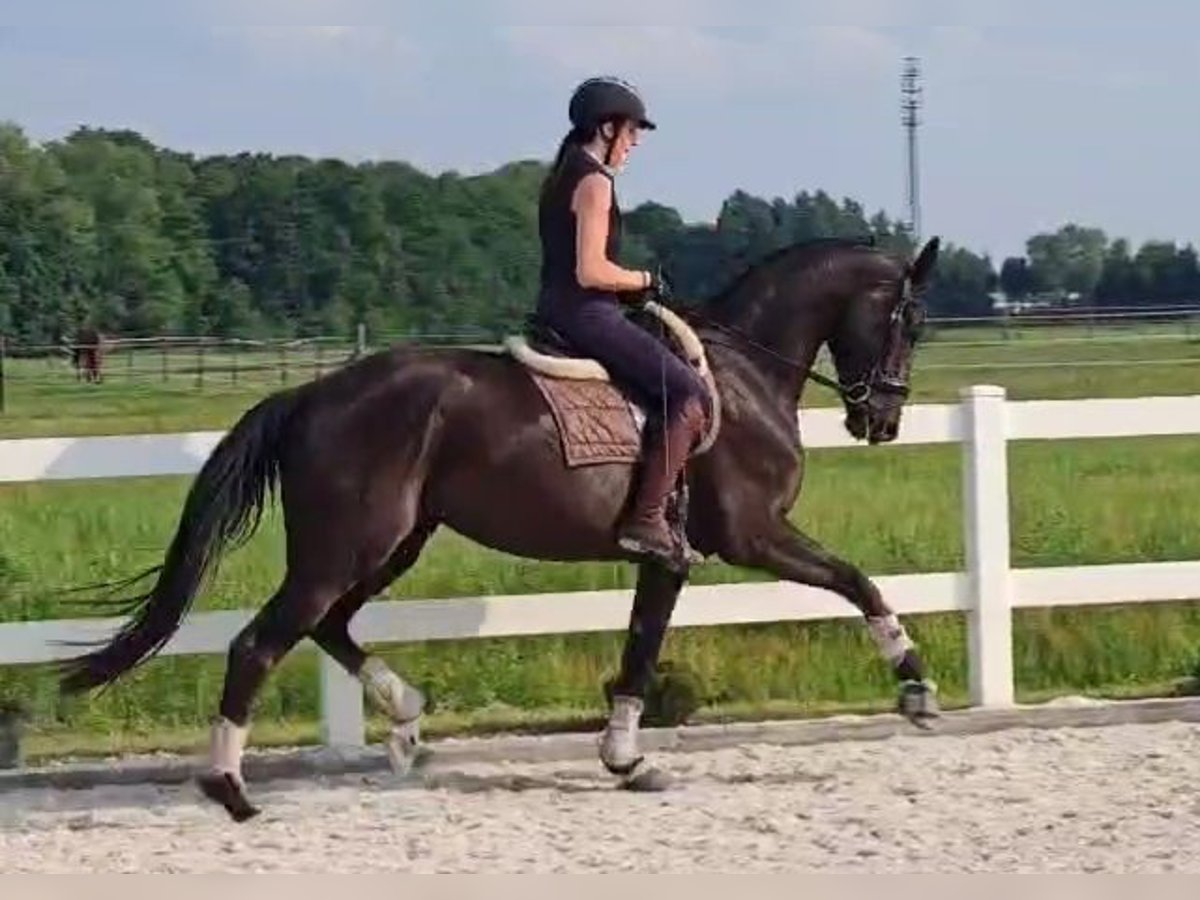 Deutsches Sportpferd Stute 5 Jahre 177 cm Rappe in Dziuplina