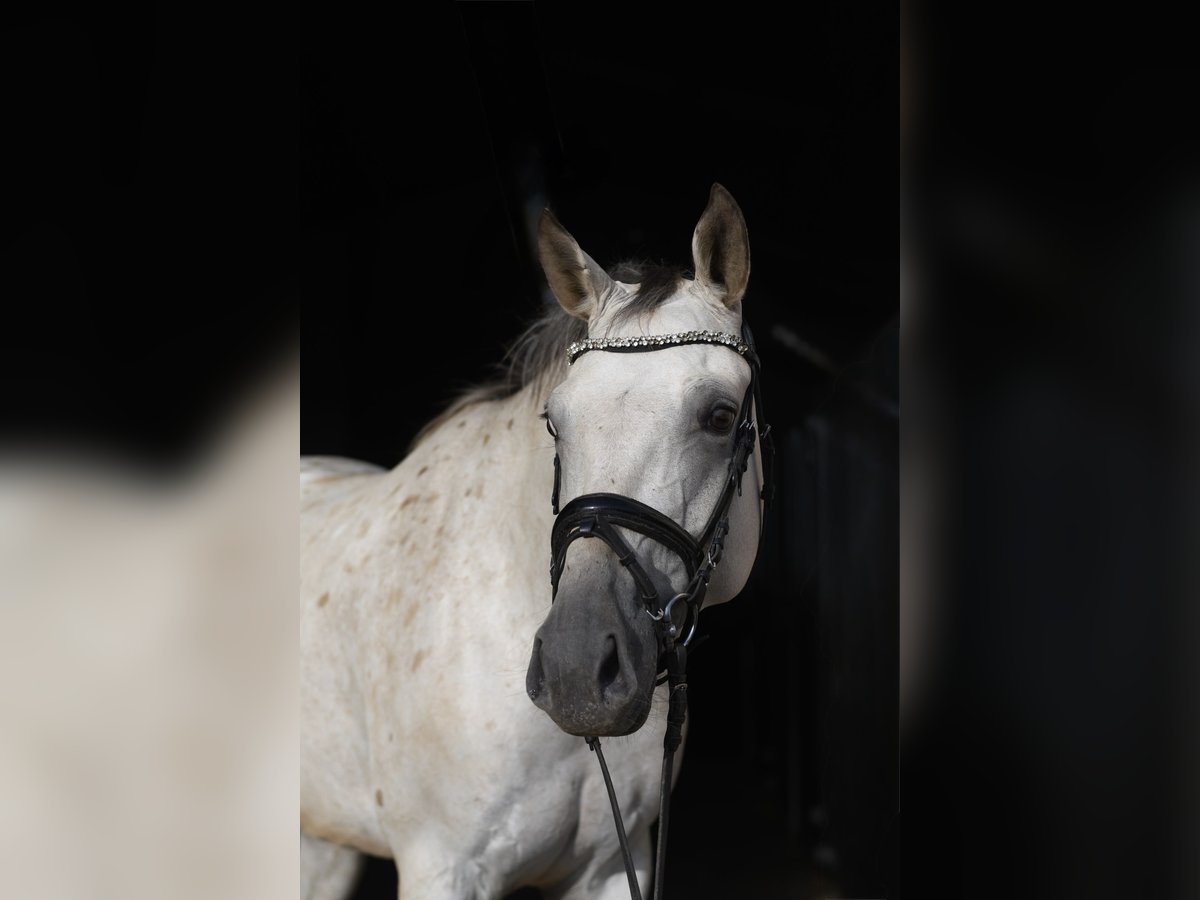 Deutsches Sportpferd, Stute in Geilenkirchen