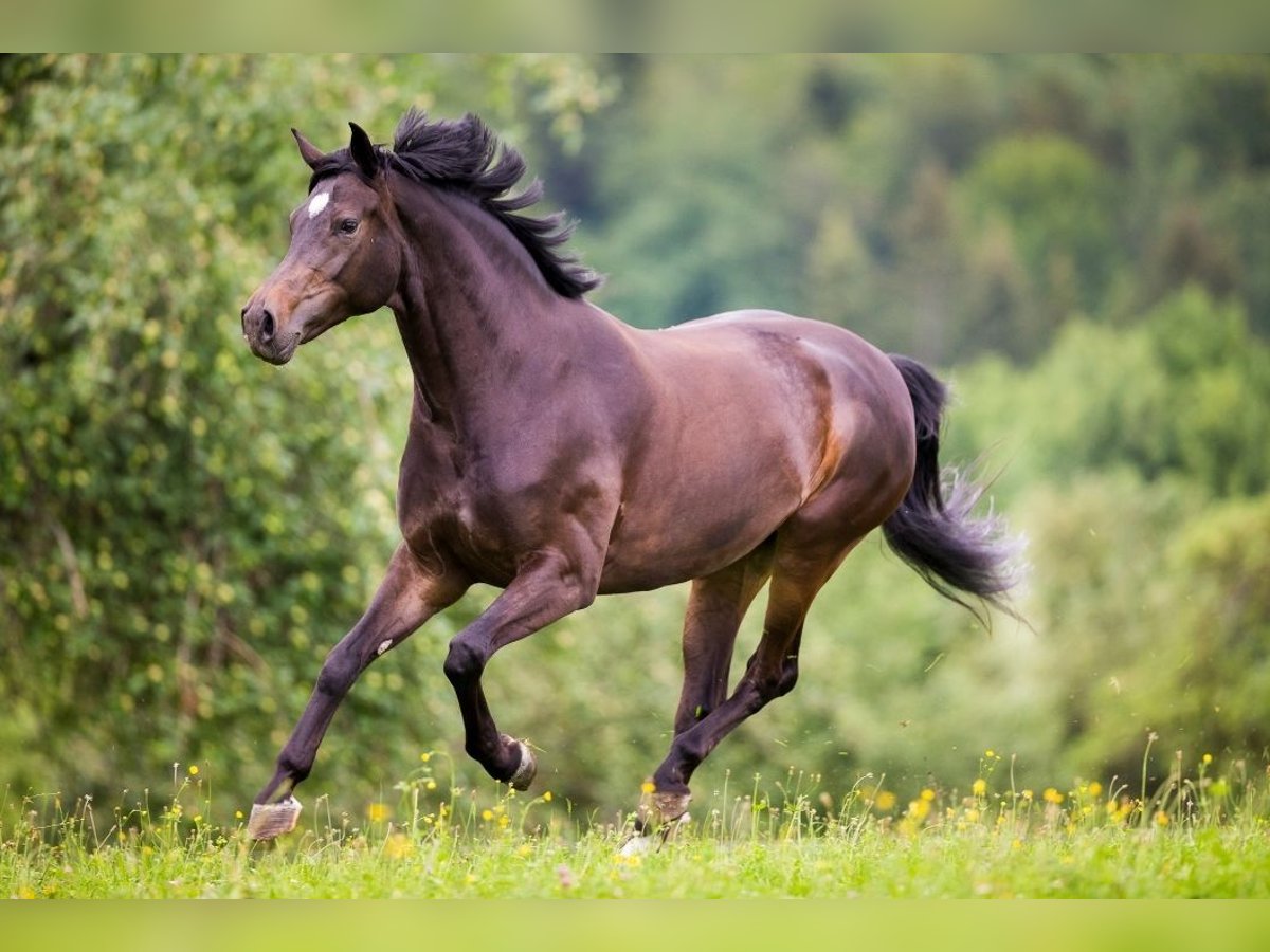 Deutsches Sportpferd Stute 6 Jahre 158 cm in Aurich Deutsches Sportpferd Stute 6 Jahre 158 cm in Aurich