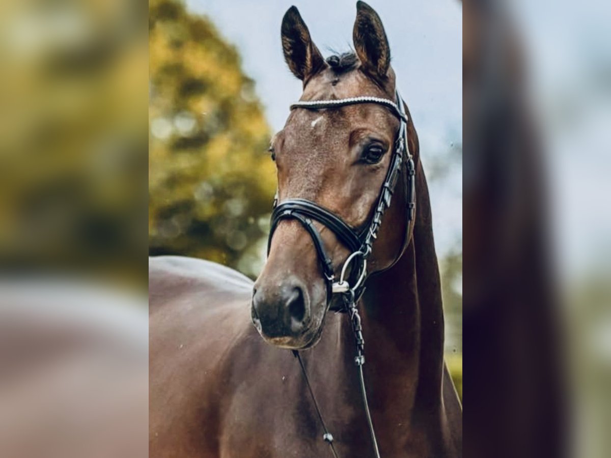 Deutsches Sportpferd Stute 6 Jahre 160 cm Brauner in Wilhelmsdorf