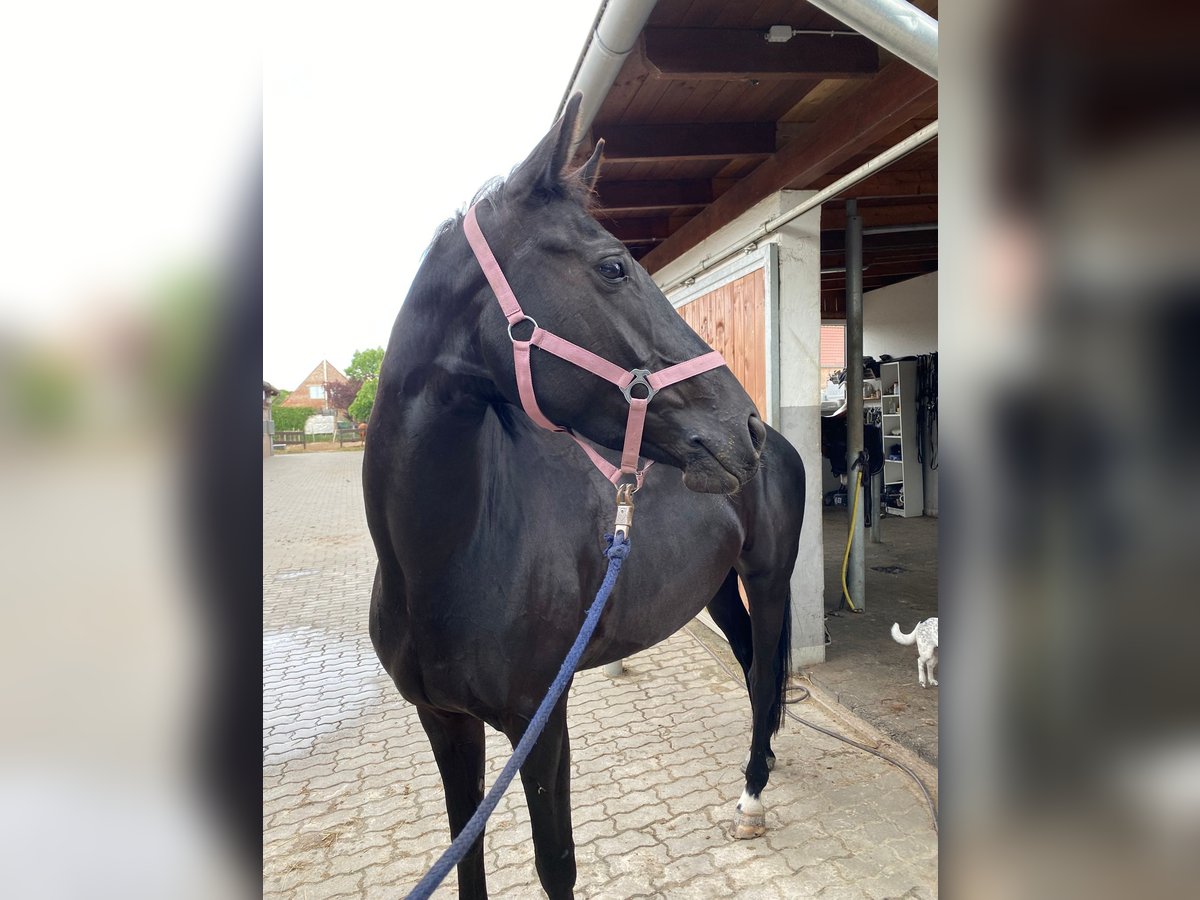 Deutsches Sportpferd Stute 6 Jahre 160 cm Dunkelbrauner in Planebruch