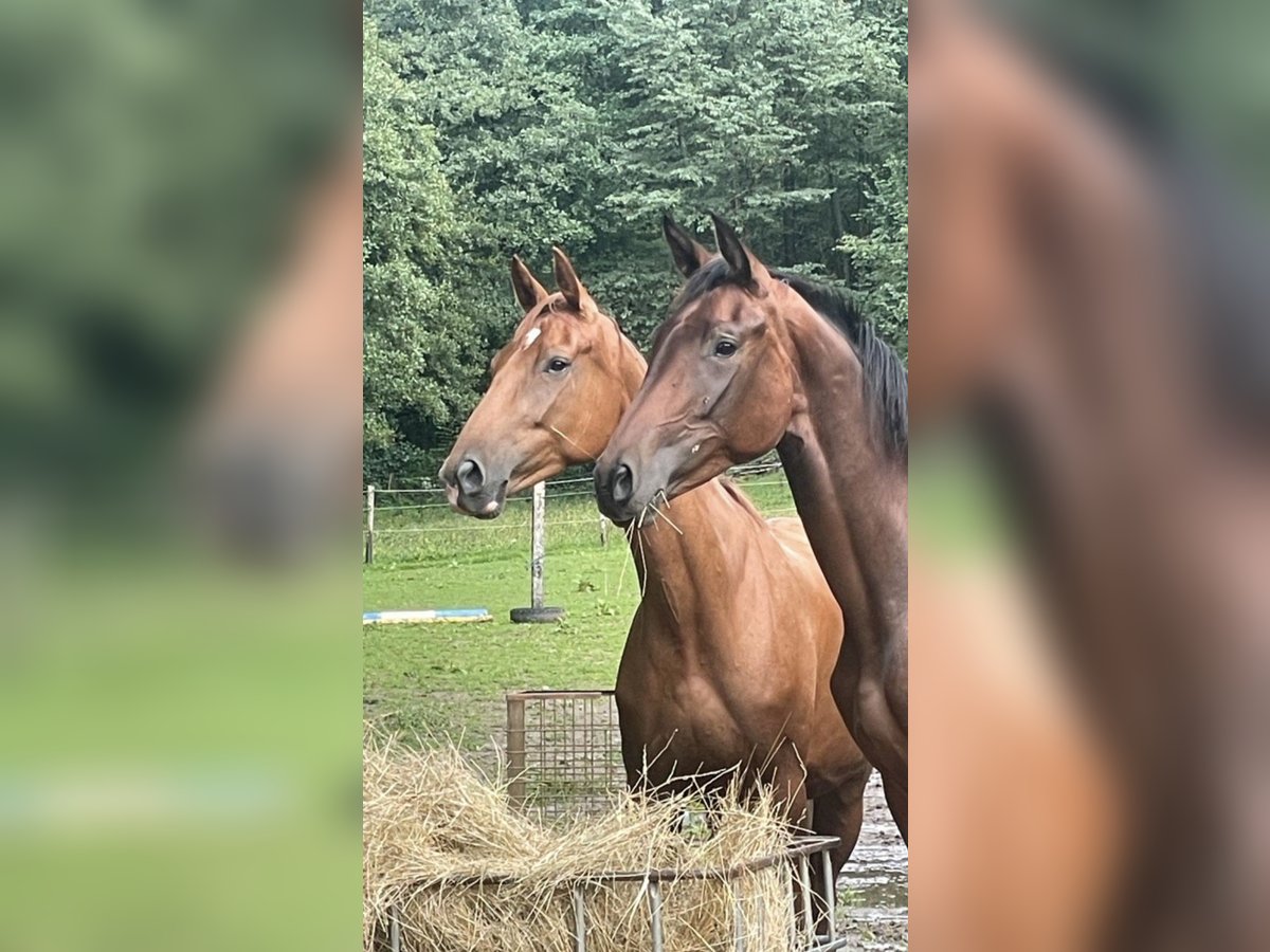 Deutsches Sportpferd Stute 6 Jahre 160 cm Fuchs in Mengerschied