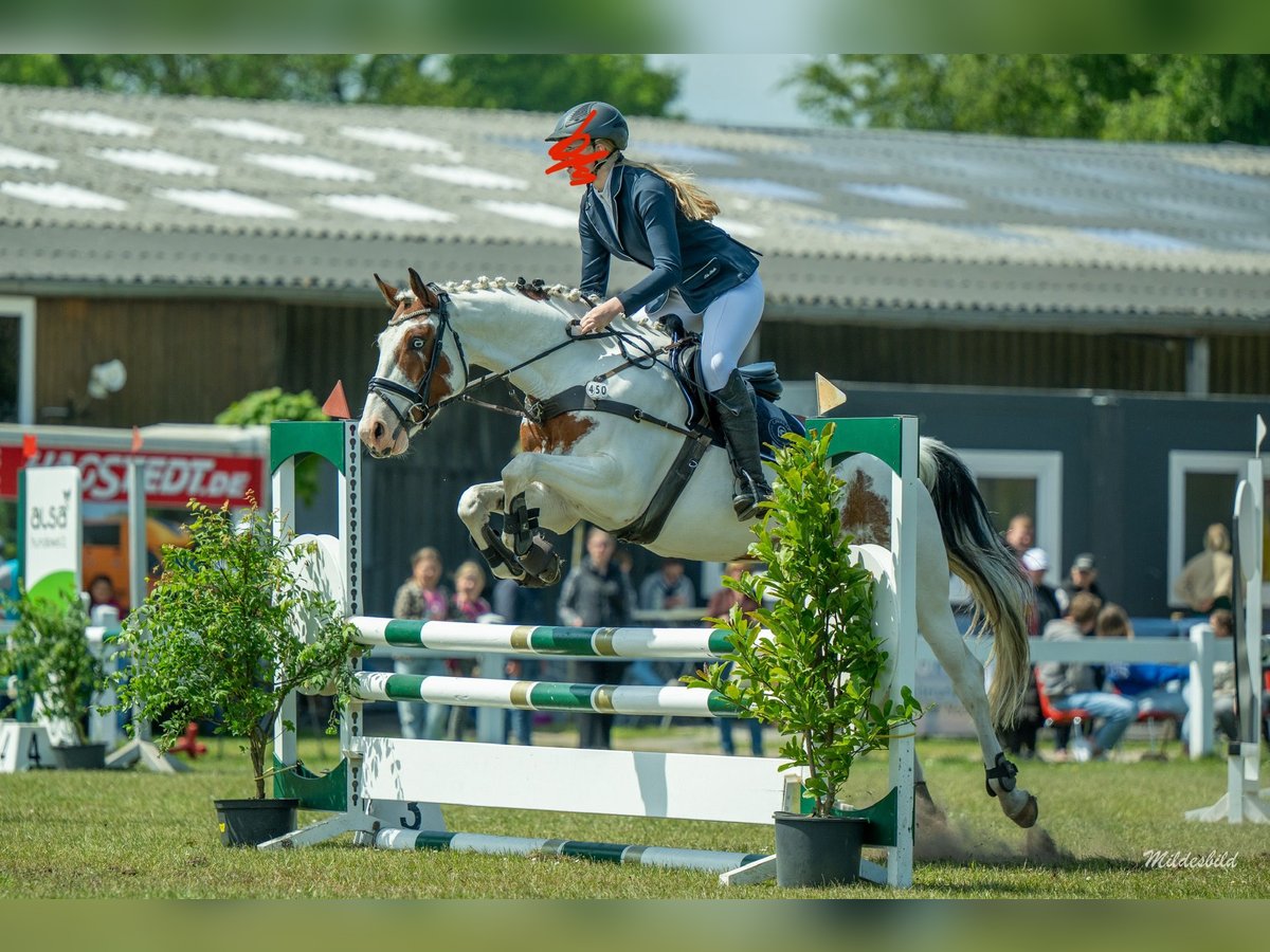 Deutsches Sportpferd Stute 6 Jahre 160 cm Schecke in Krummh&#xF6;rn