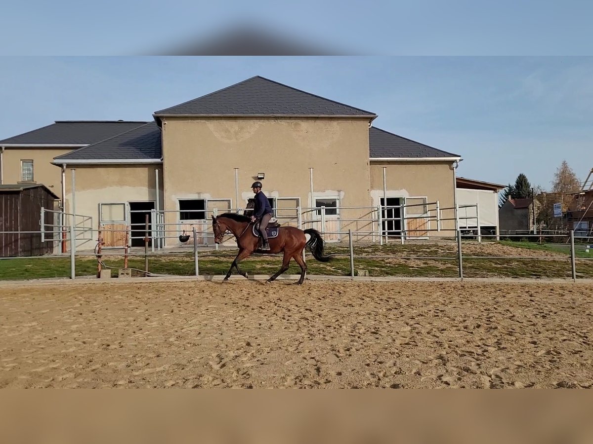 Deutsches Sportpferd Stute 6 Jahre 162 cm Brauner in Spitzkunnersdorf