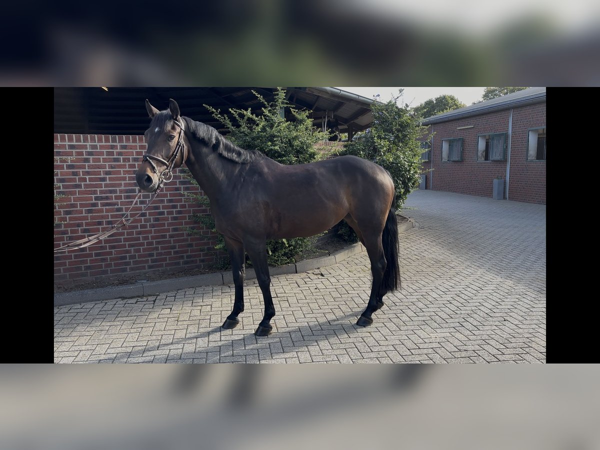 Deutsches Sportpferd Stute 6 Jahre 162 cm Dunkelbrauner in Nettetal