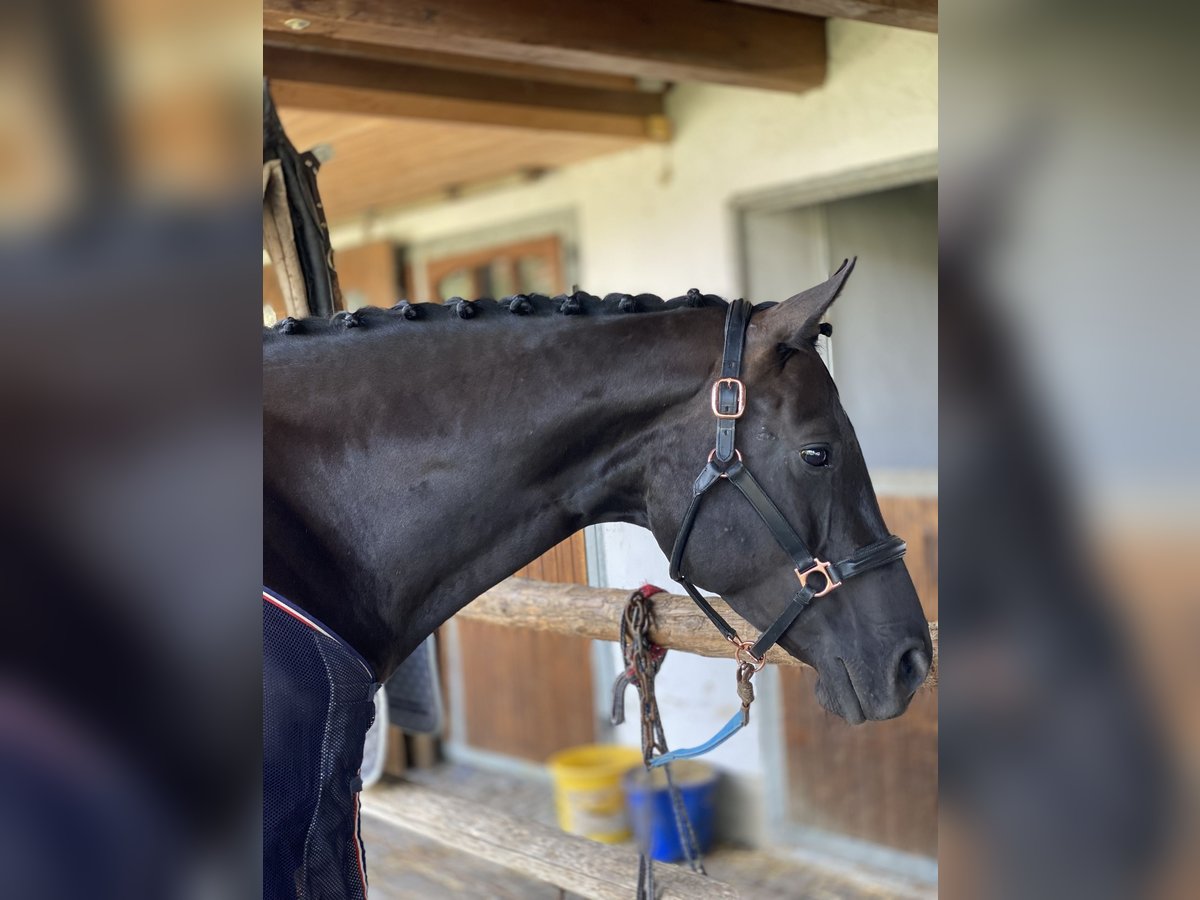 Deutsches Sportpferd Stute 6 Jahre 165 cm Rappe in P&#xE4;hl