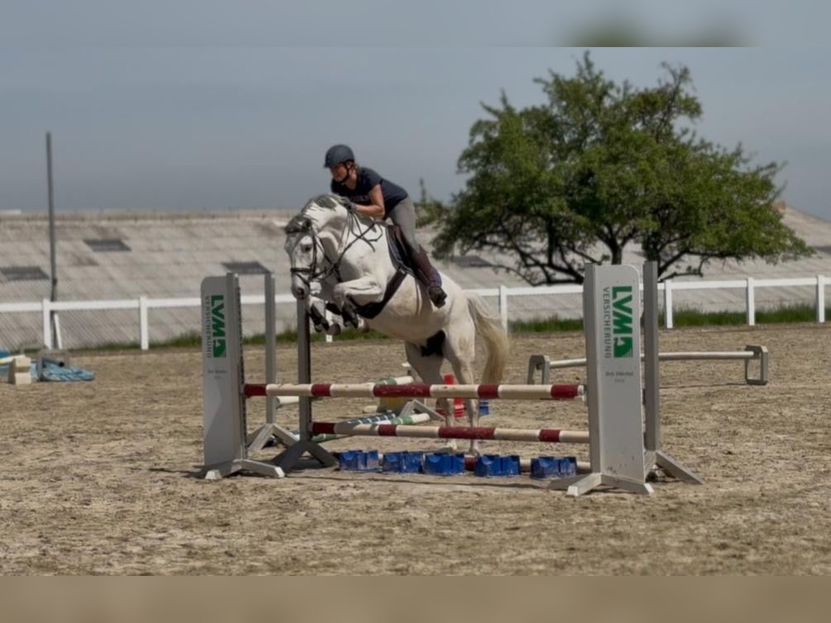 Deutsches Sportpferd Stute 6 Jahre 165 cm Schimmel in Berga- Wünschendorf