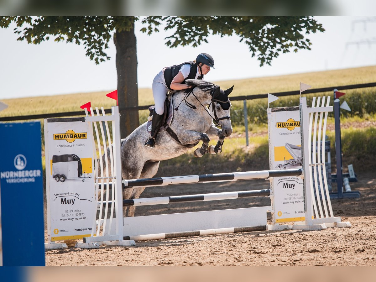 Deutsches Sportpferd Stute 6 Jahre 166 cm Apfelschimmel in Stadecken-Elsheim