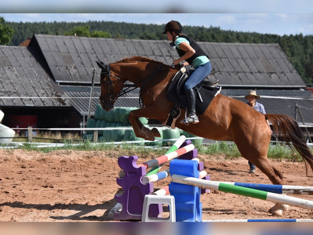 Deutsches Sportpferd Stute 6 Jahre 166 cm Fuchs in Parkstein