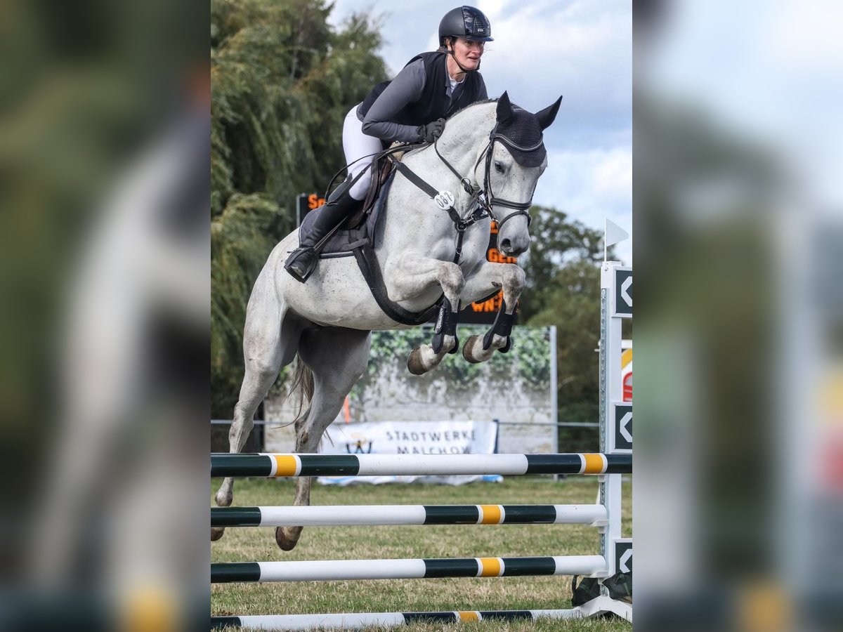Deutsches Sportpferd Stute 6 Jahre 166 cm Schimmel in Hohen Wangelin