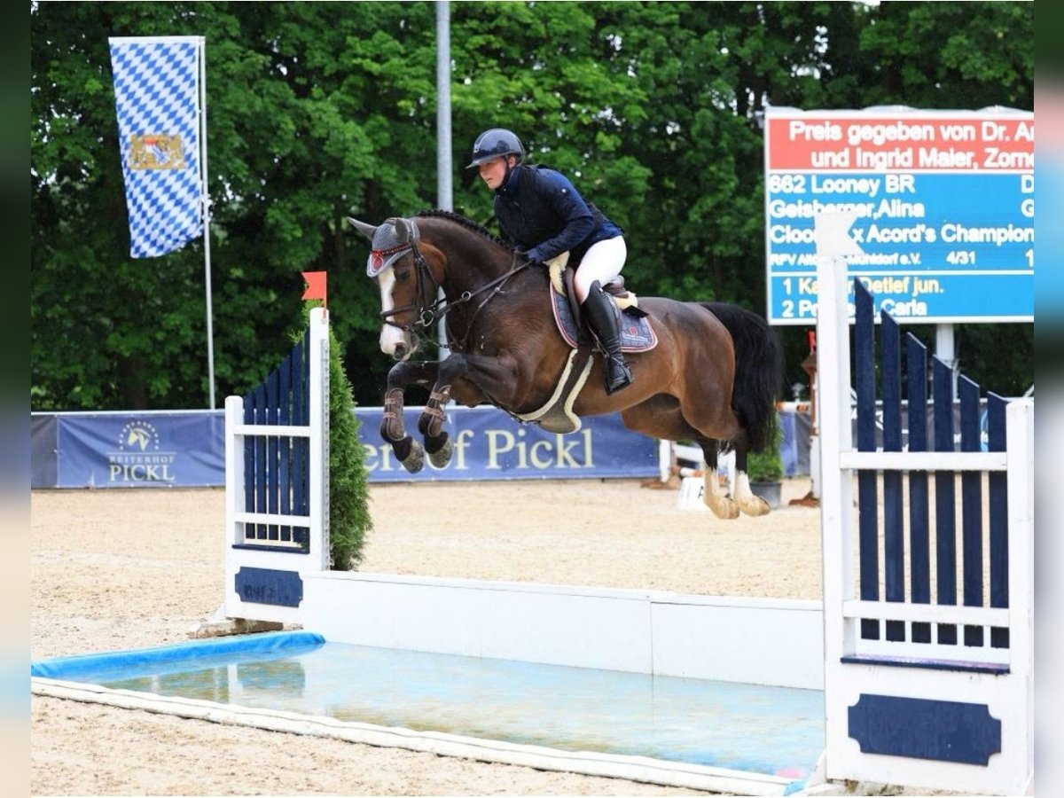 Deutsches Sportpferd Stute 6 Jahre 166 cm Schwarzbrauner in M&#xFC;hldorf am Inn