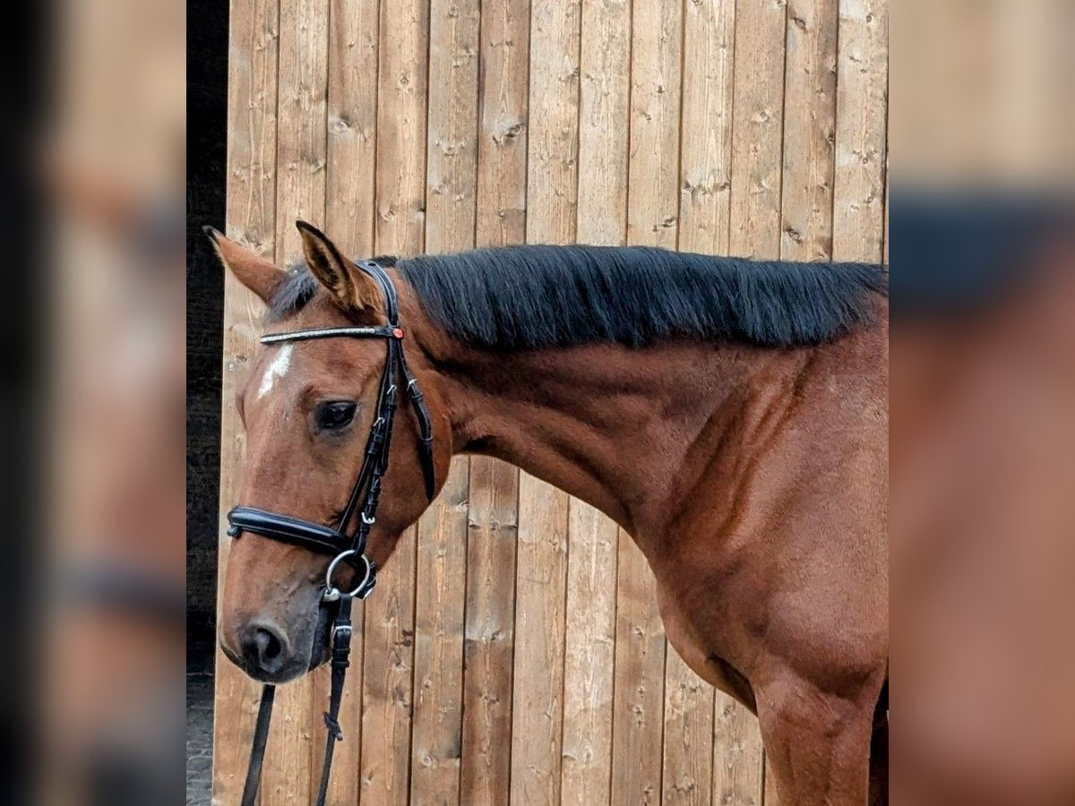 Deutsches Sportpferd Stute 6 Jahre 167 cm Brauner in Altenberge