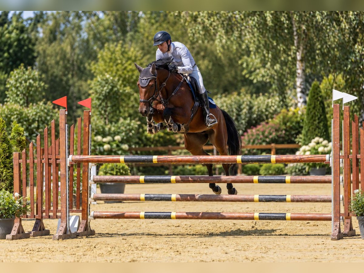 Deutsches Sportpferd, Stute in Riedstadt