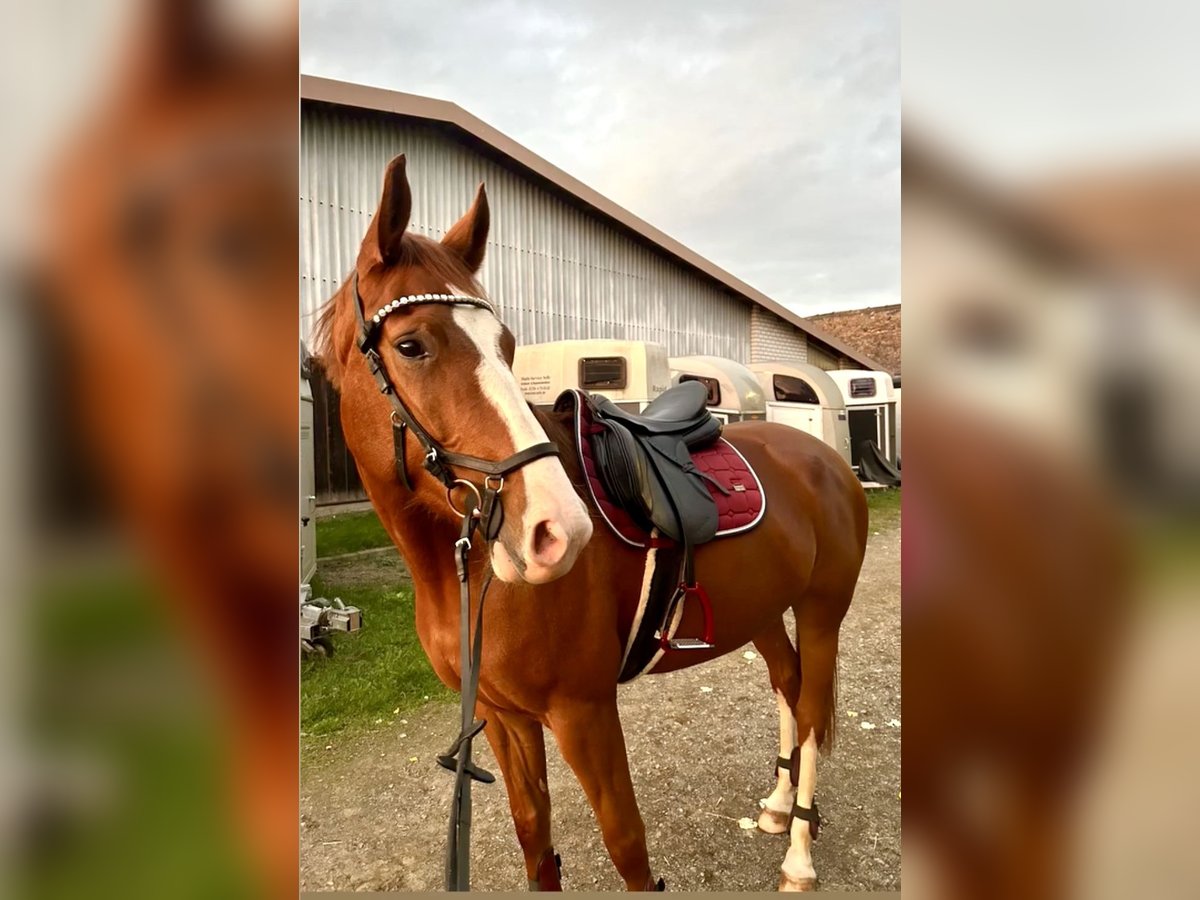 Deutsches Sportpferd Stute 6 Jahre 167 cm in Leipzig