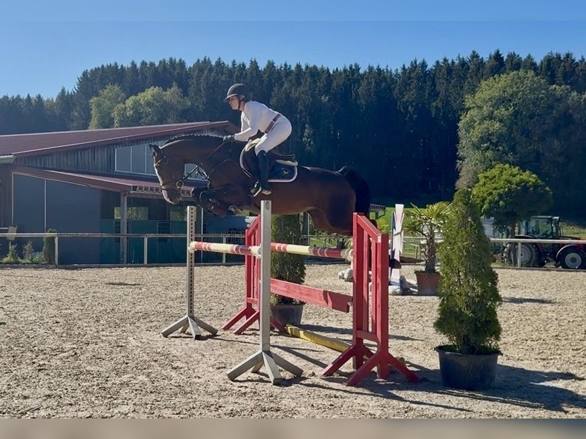 Deutsches Sportpferd, Stute in Altusried