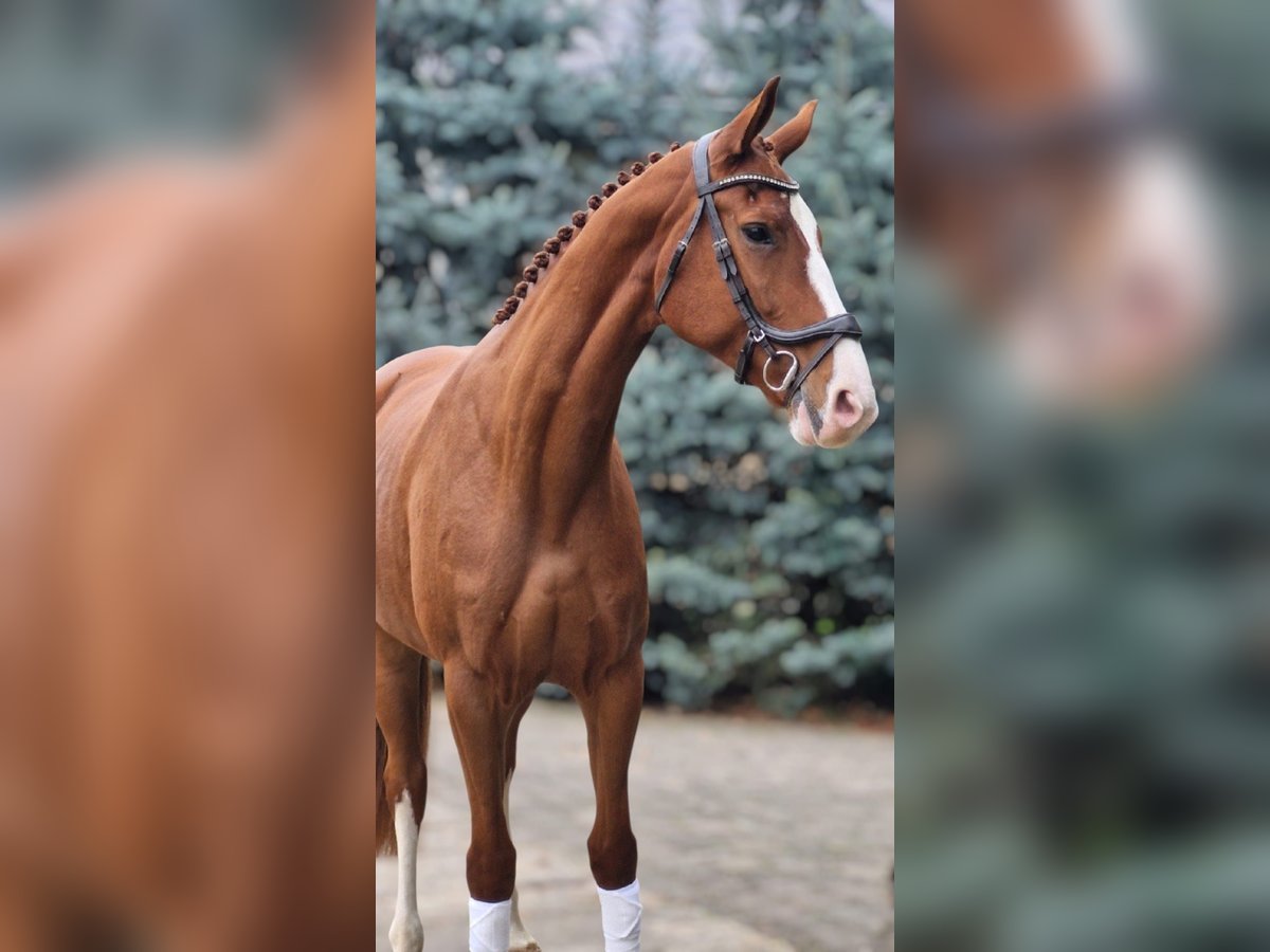 Deutsches Sportpferd Stute 6 Jahre 167 cm Fuchs in Dresden