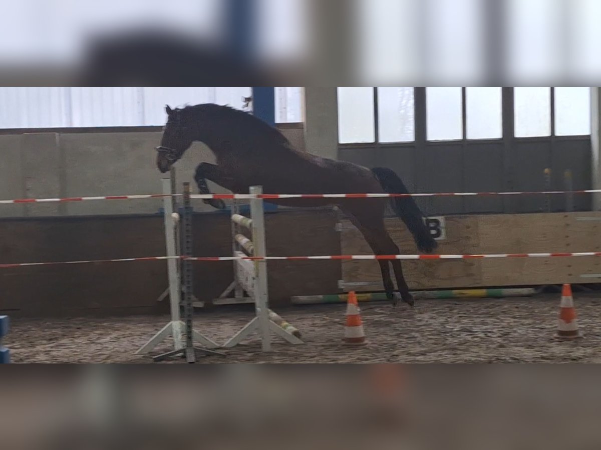 Deutsches Sportpferd Stute 6 Jahre 168 cm Brauner in Stolzenau Deutsches Sportpferd Stute 6 Jahre 168 cm Brauner in Stolzenau