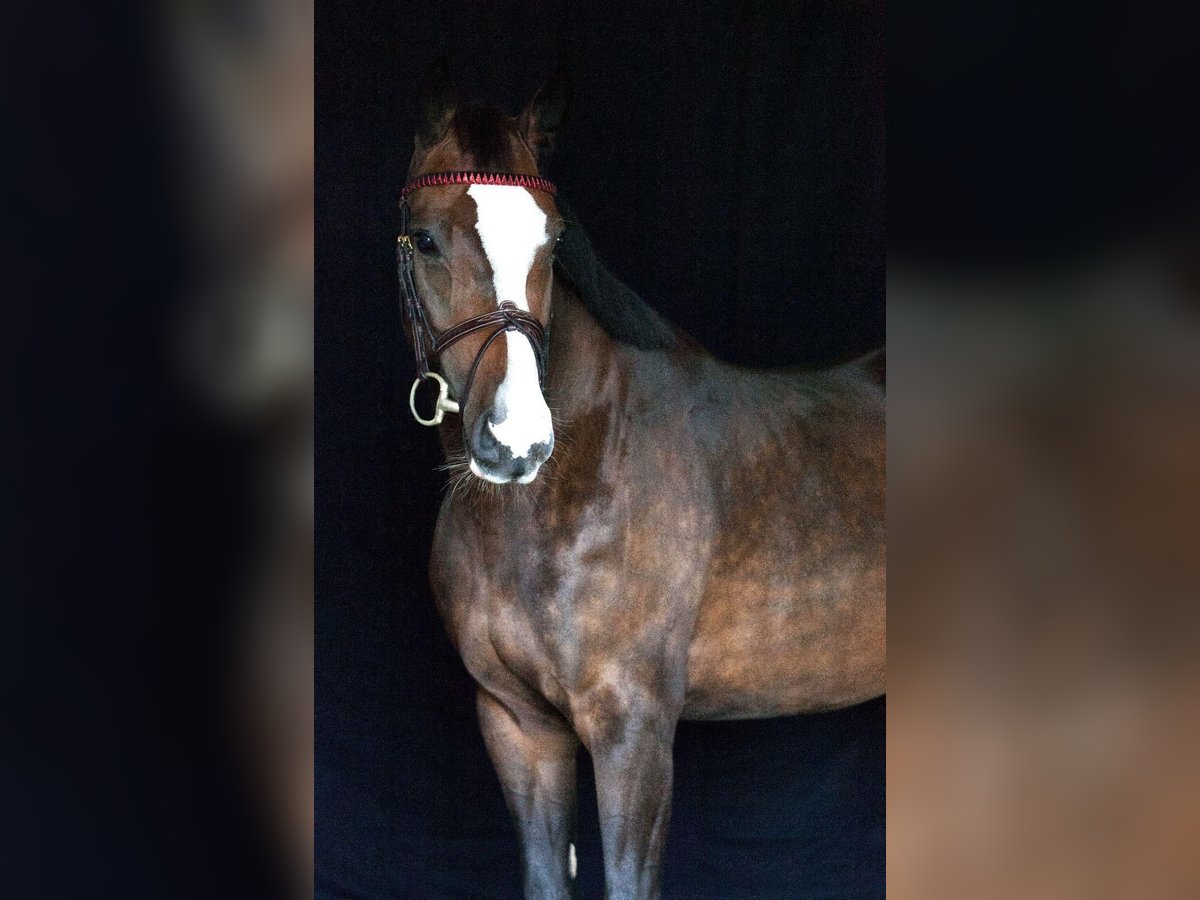 Deutsches Sportpferd Stute 6 Jahre 168 cm Brauner in Simmershofen Deutsches Sportpferd Stute 6 Jahre 168 cm Brauner in Simmershofen
