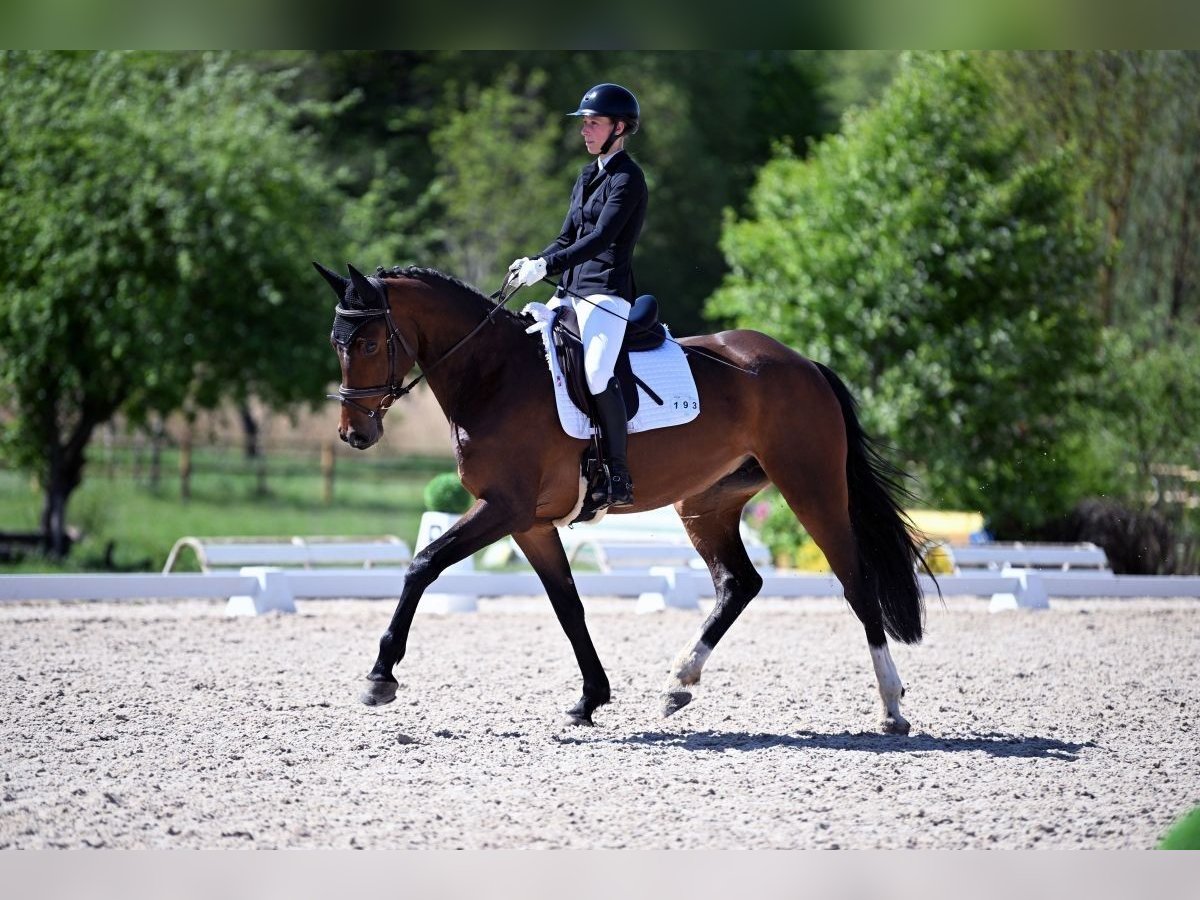 Deutsches Sportpferd Stute 6 Jahre 168 cm Dunkelbrauner in Aurach