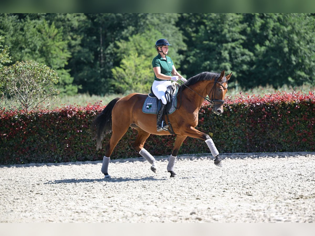 Deutsches Sportpferd Stute 6 Jahre 169 cm Brauner in Zossen OT Horstfelde