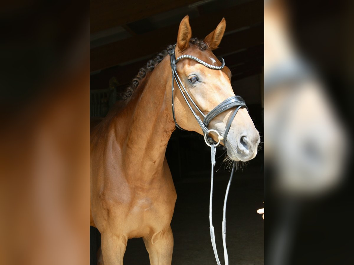 Deutsches Sportpferd Stute 6 Jahre 169 cm Dunkelfuchs in Ebenweiler
