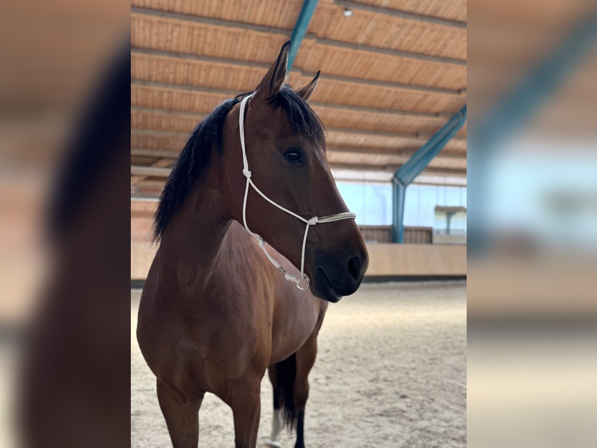 Deutsches Sportpferd Stute 6 Jahre 170 cm Brauner in Aying