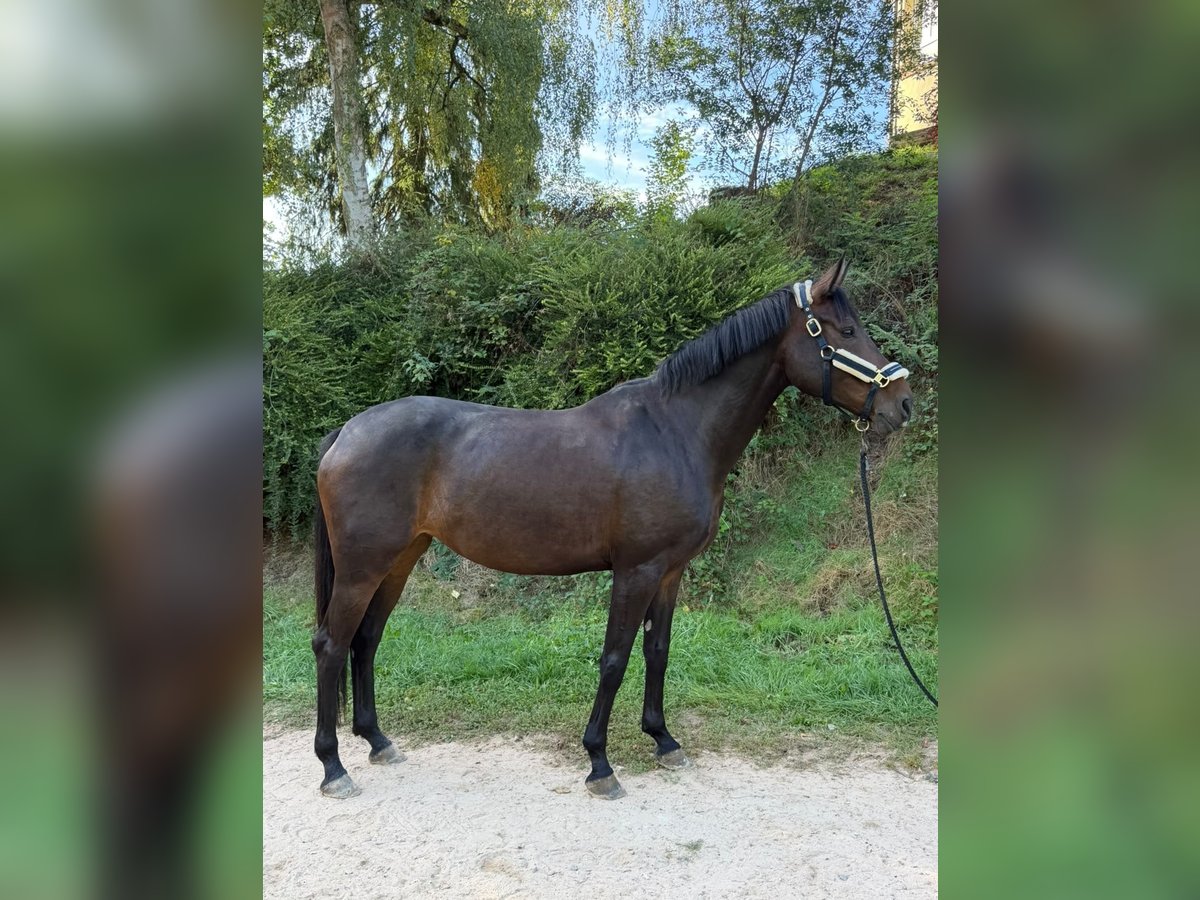 Deutsches Sportpferd, Stute in Überherrn