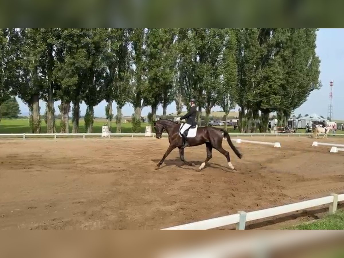 Deutsches Sportpferd Stute 6 Jahre 170 cm Rappe in Quedlinburg