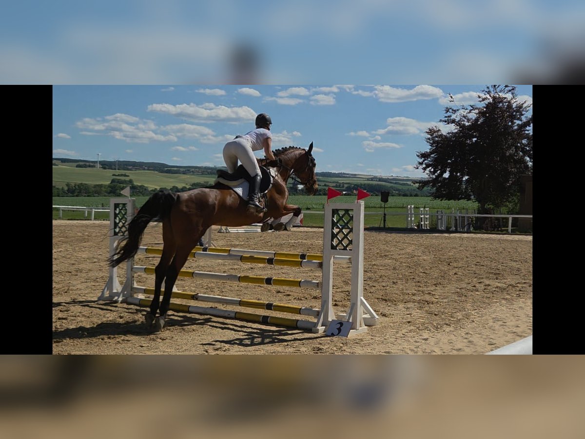 Deutsches Sportpferd Stute 6 Jahre 170 cm in Oberoppurg