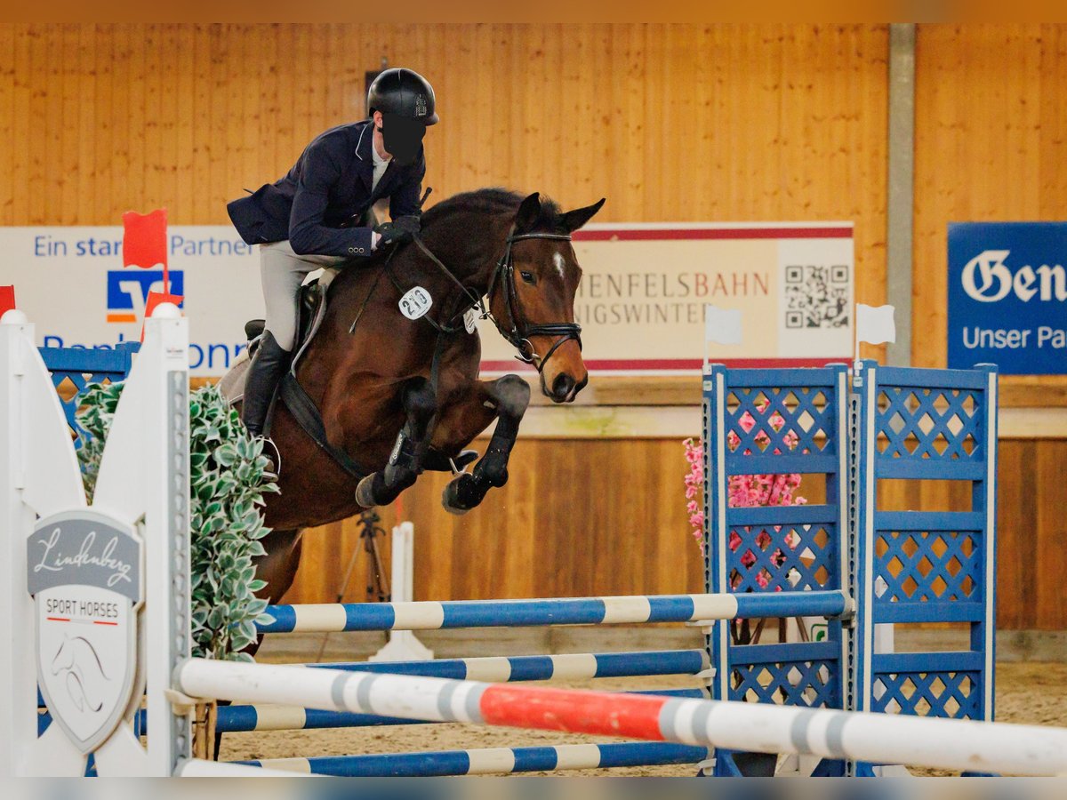 Deutsches Sportpferd Stute 6 Jahre 171 cm Brauner in Windeck