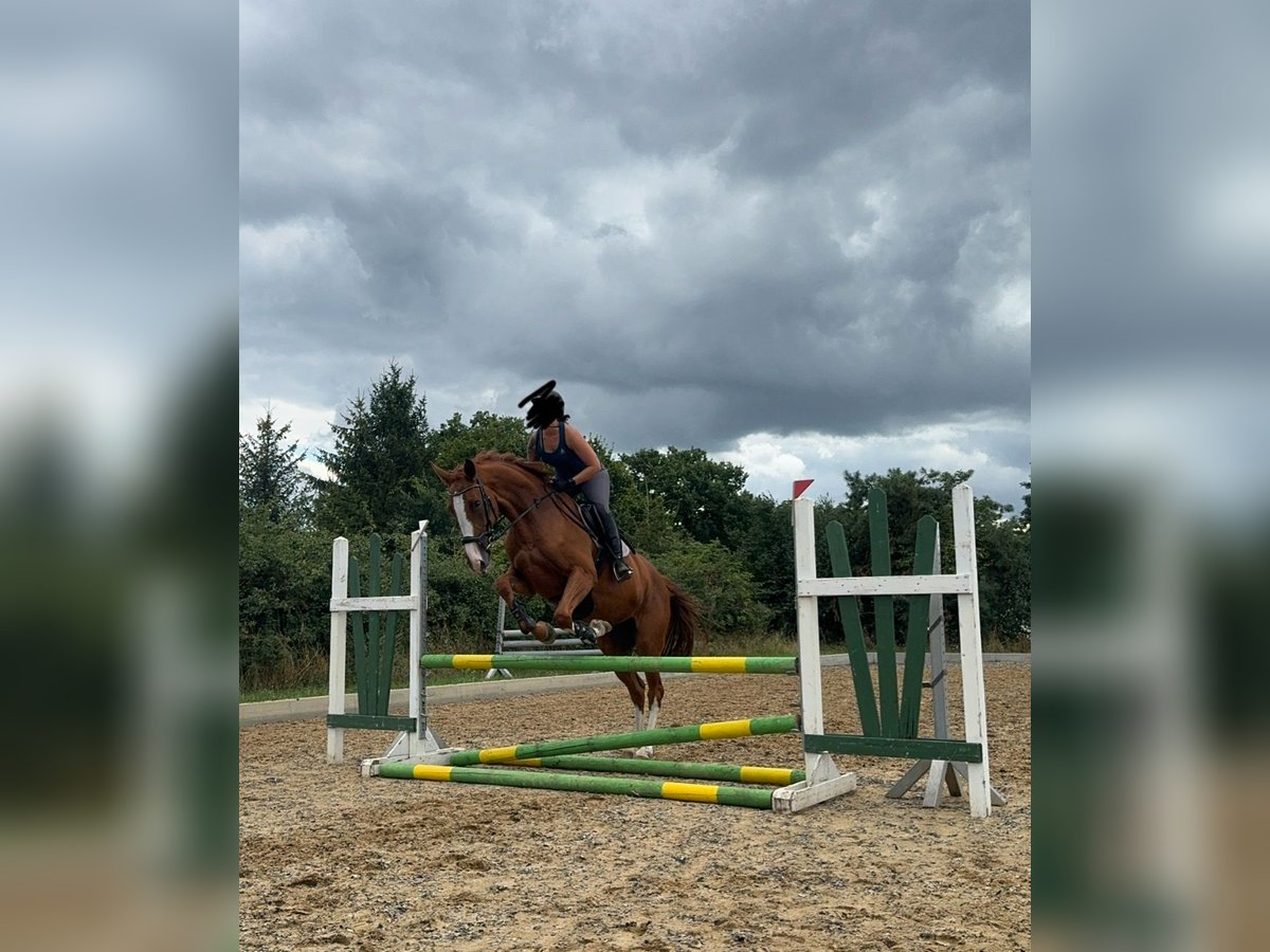 Deutsches Sportpferd Stute 6 Jahre 173 cm Fuchs in Boizenburg