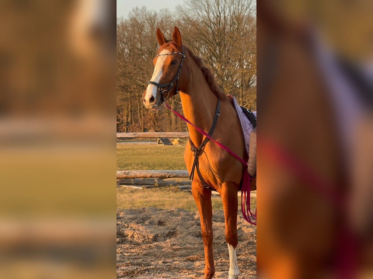 Deutsches Sportpferd Stute 6 Jahre 174 cm Fuchs in Boizenburg
