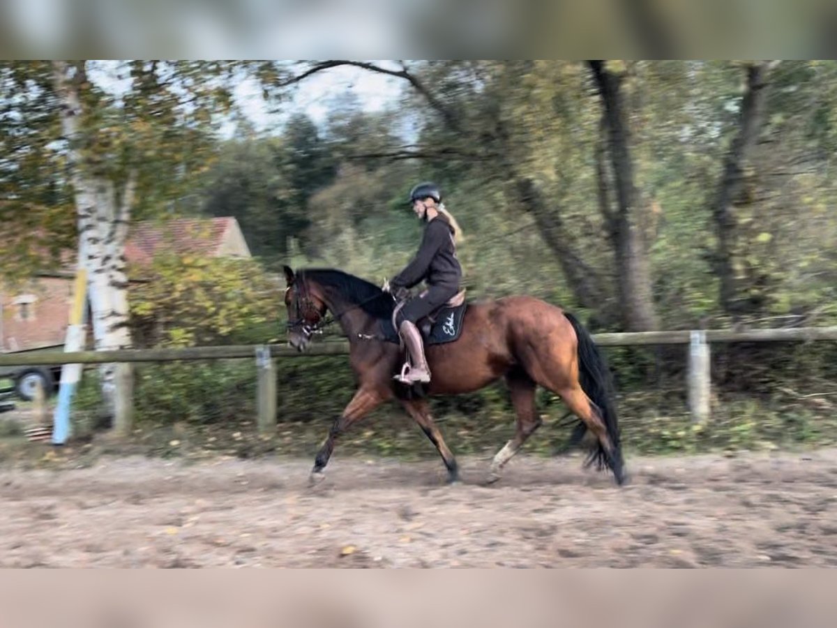 Deutsches Sportpferd Stute 6 Jahre 175 cm Brauner in Trebbin