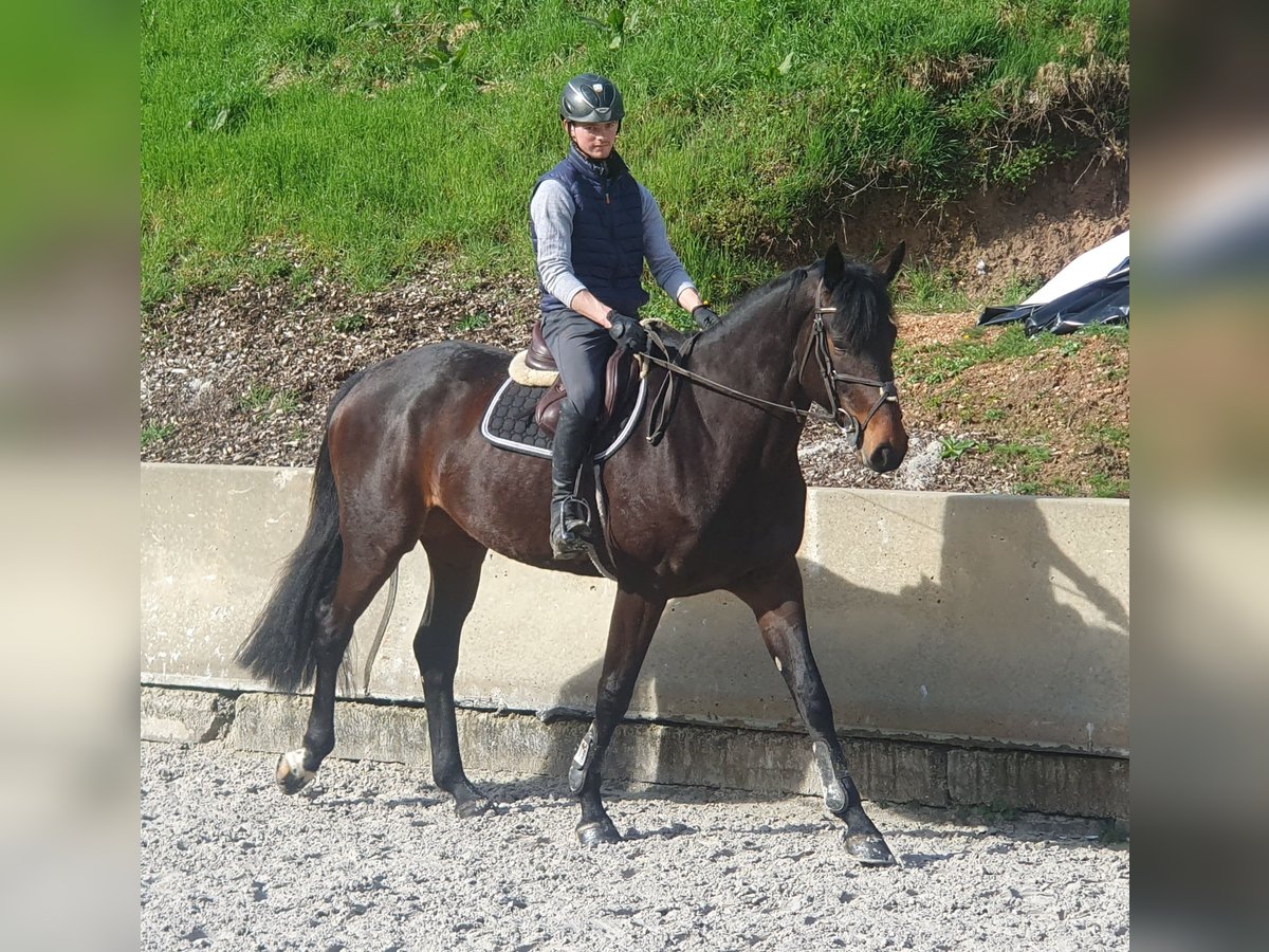 Deutsches Sportpferd Stute 6 Jahre 175 cm Brauner in Geithain