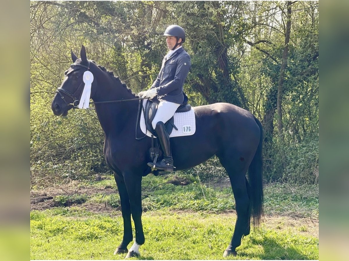 Deutsches Sportpferd, Stute in SaarlouisSaarlouis
