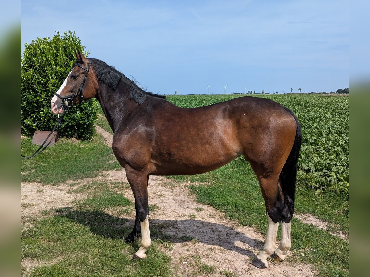 Deutsches Sportpferd Stute 7 Jahre 161 cm Brauner in Gangelt