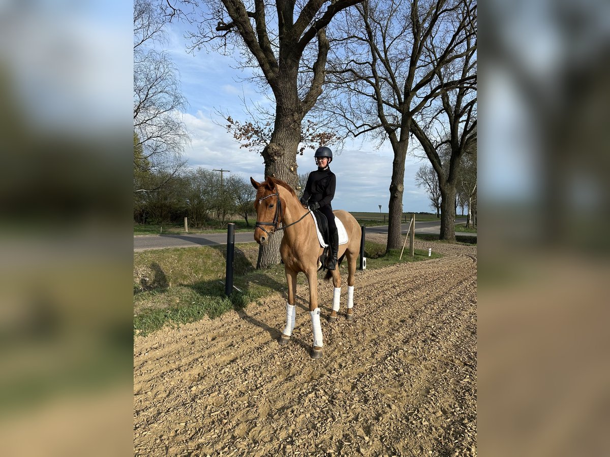 Deutsches Sportpferd Stute 7 Jahre 164 cm Fuchs in Steimke