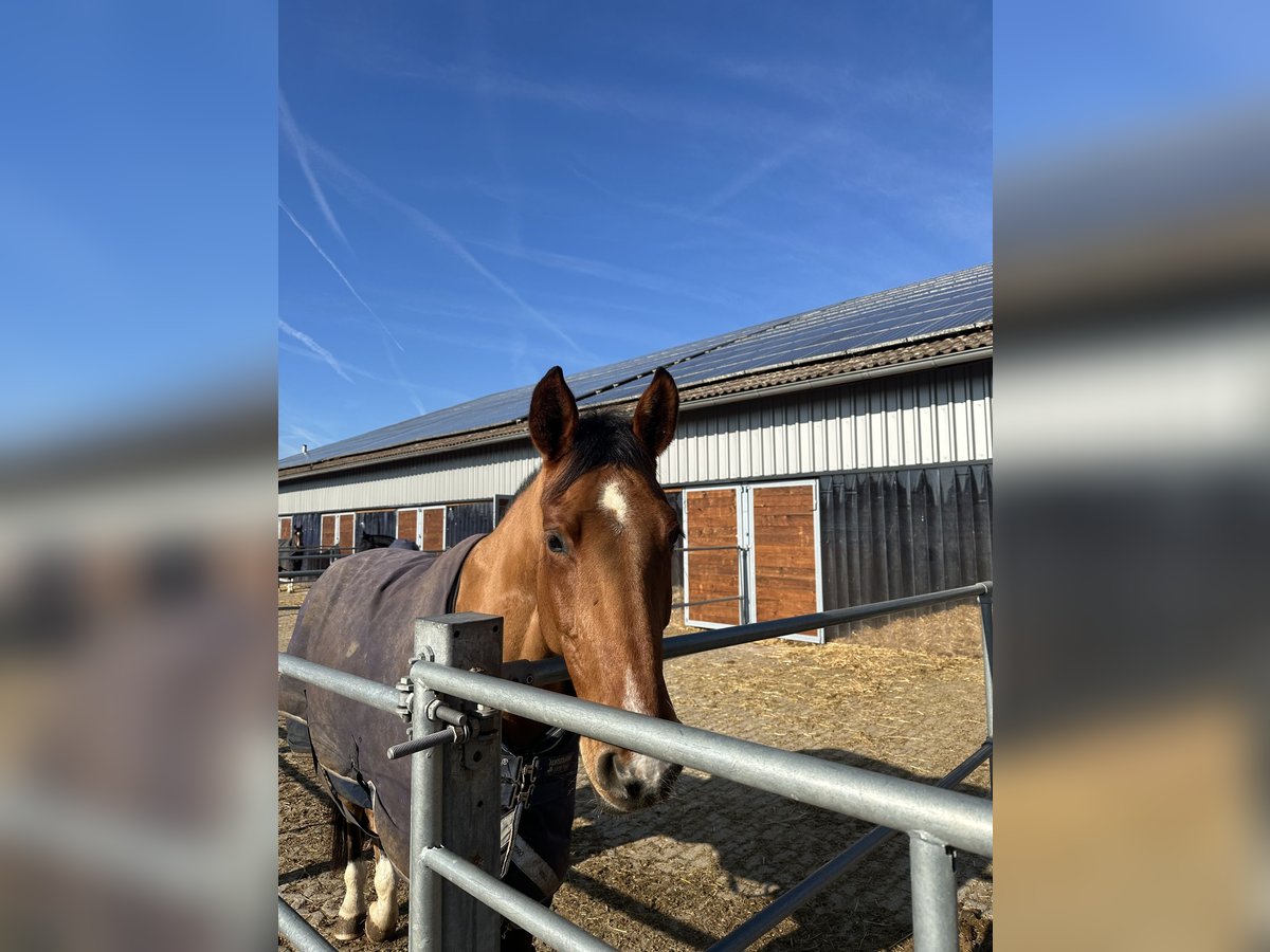 Deutsches Sportpferd Stute 7 Jahre 165 cm Brauner in Lehrberg