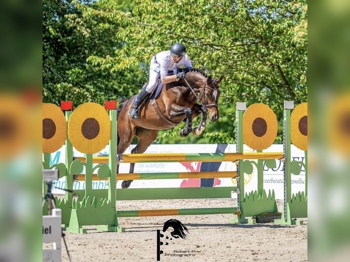 Deutsches Sportpferd, Stute in Glashütte