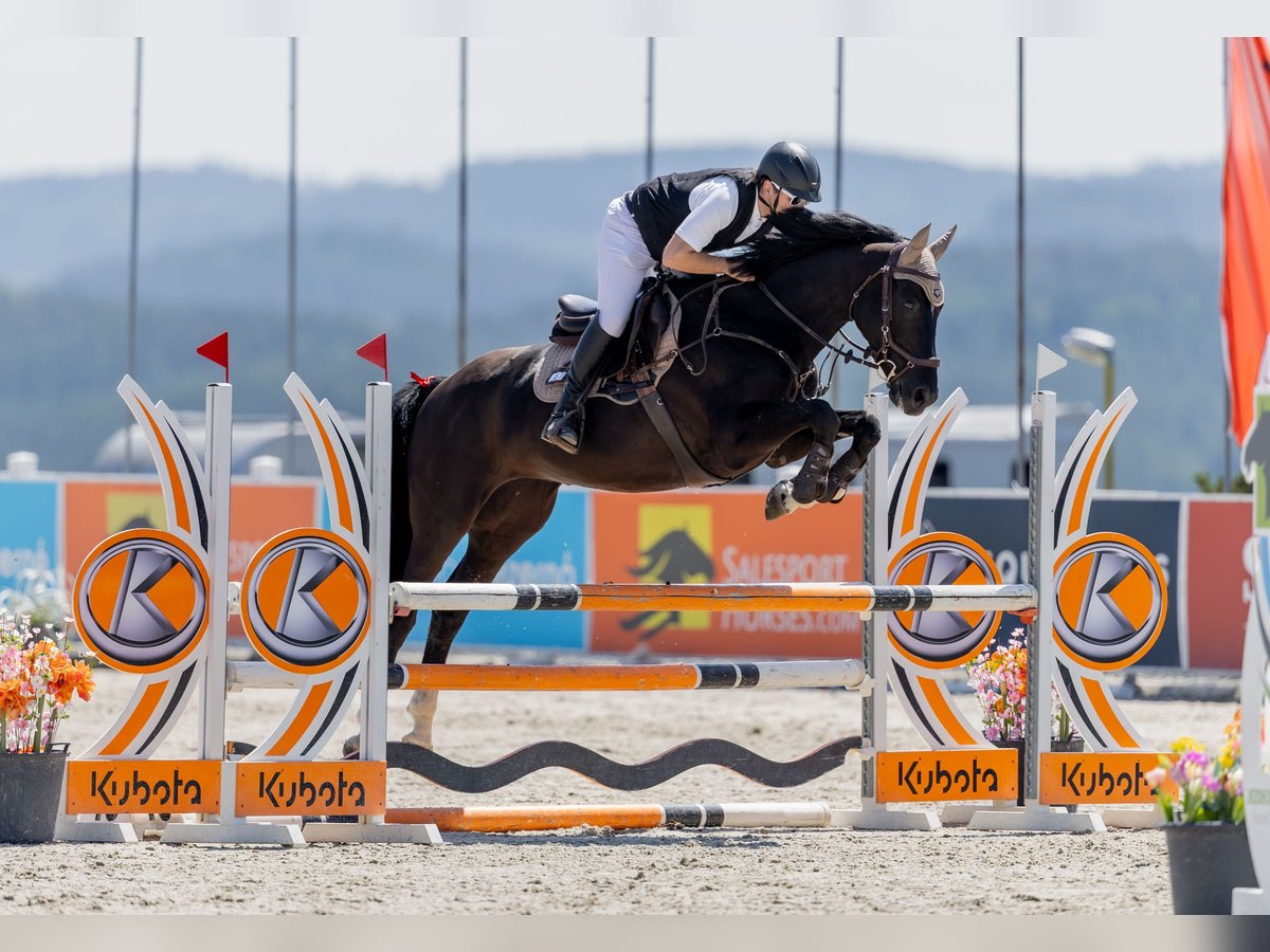 Deutsches Sportpferd Stute 7 Jahre 165 cm Schwarzbrauner in Glash&#xFC;tte