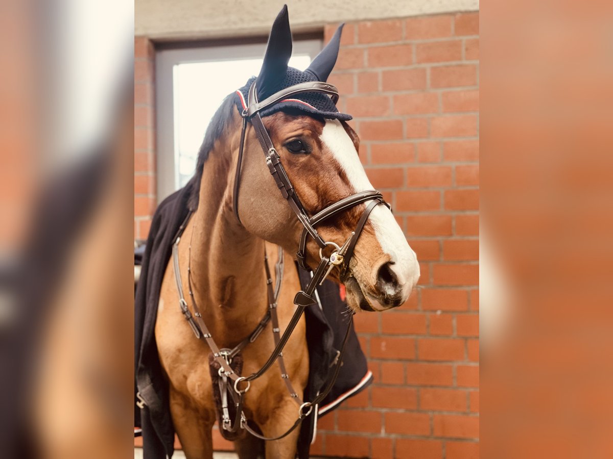 Deutsches Sportpferd Stute 7 Jahre 167 cm Brauner in Varel