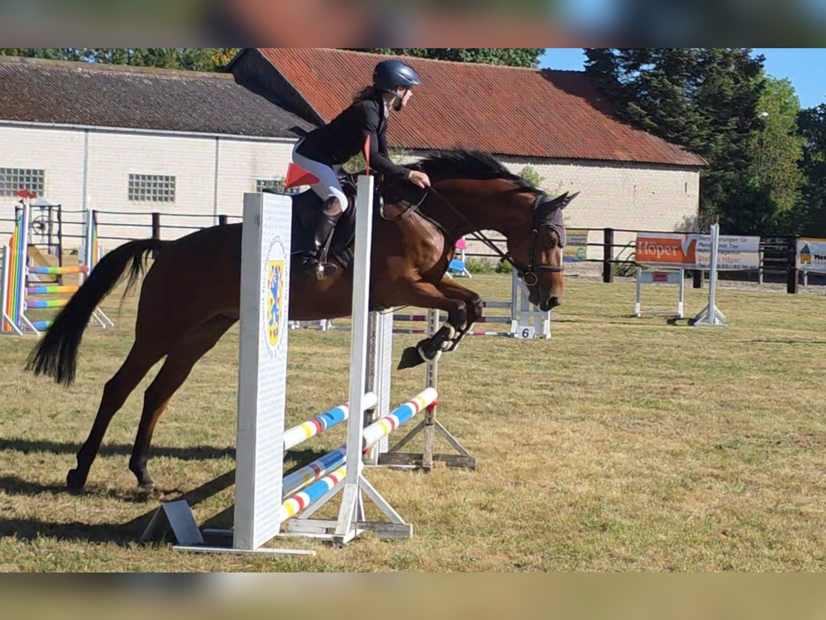 Deutsches Sportpferd Stute 7 Jahre 167 cm Brauner in Braunschweig