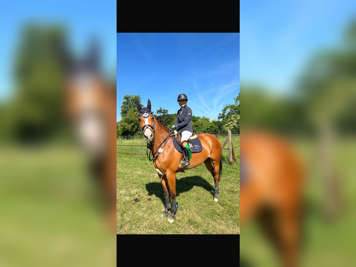Deutsches Sportpferd Stute 7 Jahre 167 cm Brauner in Kirchardt